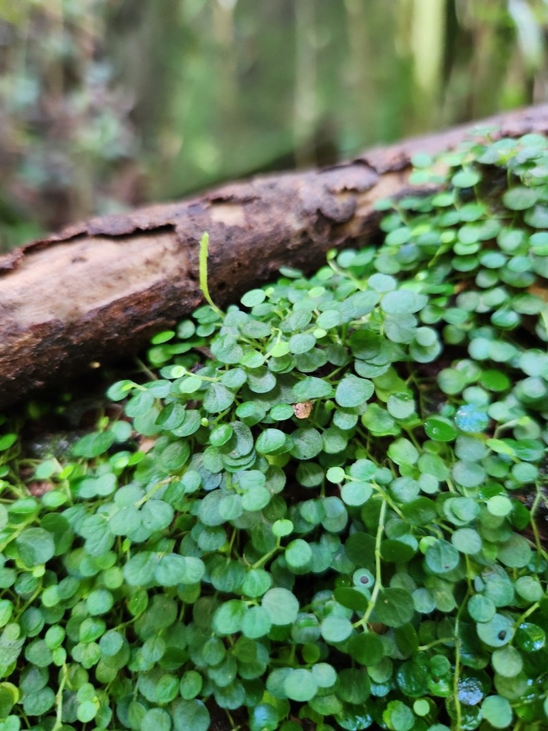 Guadeloupe Peperomia