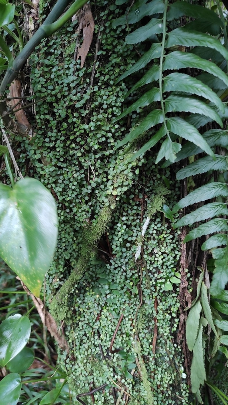 Guadeloupe Peperomia photo 2