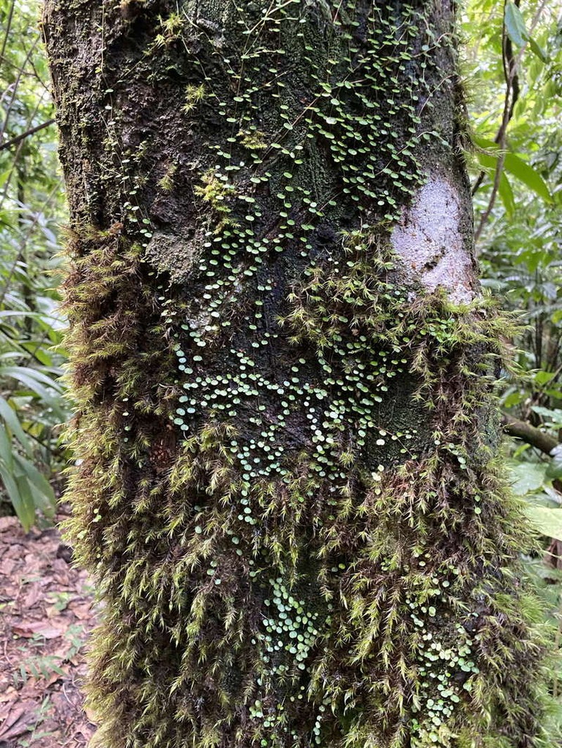 Guadeloupe Peperomia photo 3