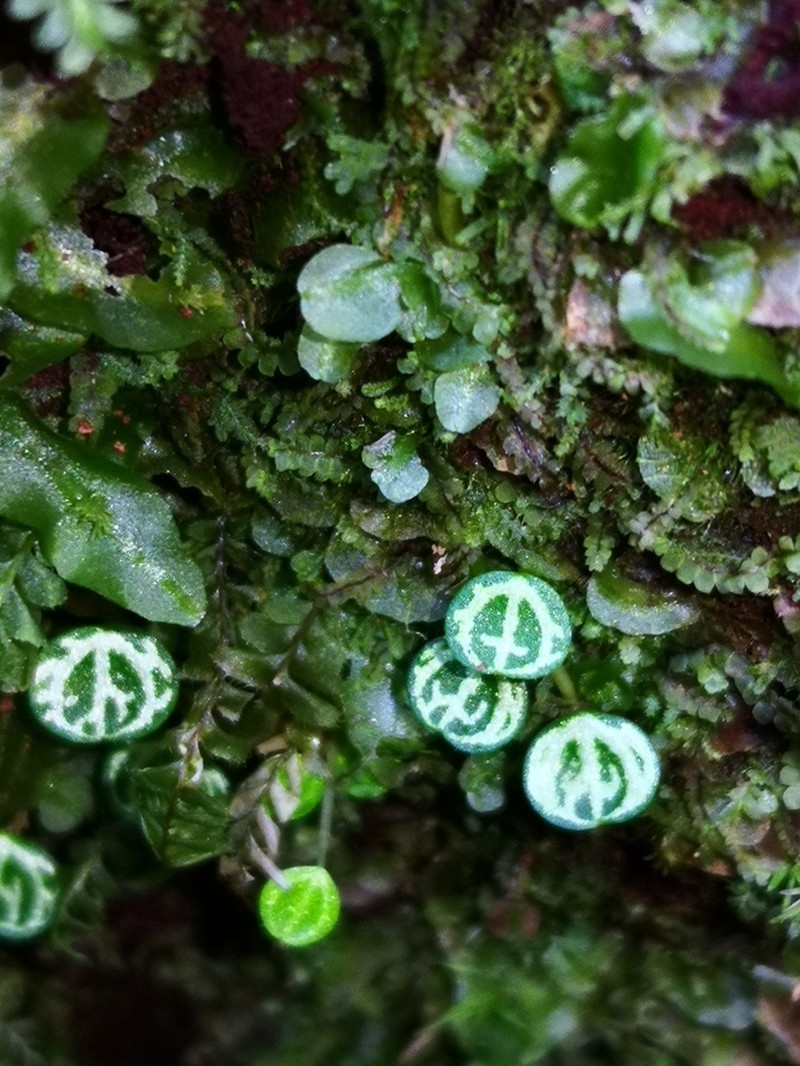 Guadeloupe Peperomia photo 4