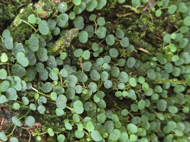 Guadeloupe Peperomia photo 5