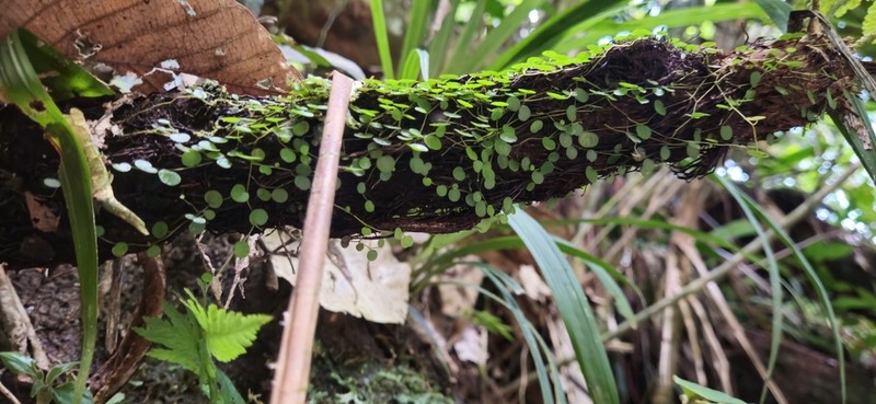 Guadeloupe Peperomia photo 6