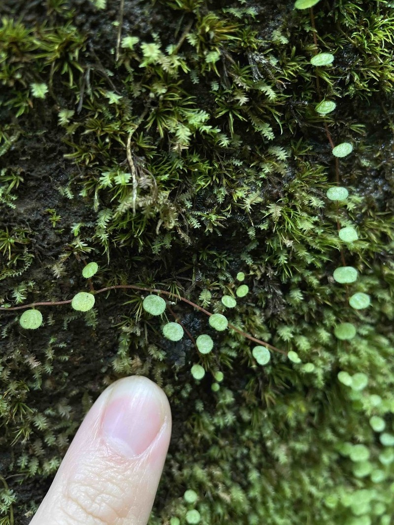Guadeloupe Peperomia photo 7