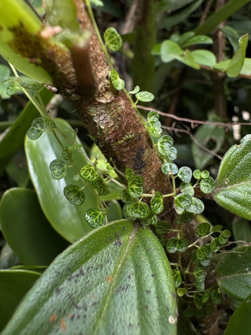 Guadeloupe Peperomia photo 8