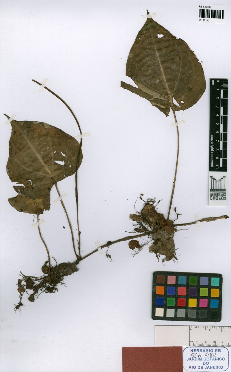 Peperomia epipremnifolia