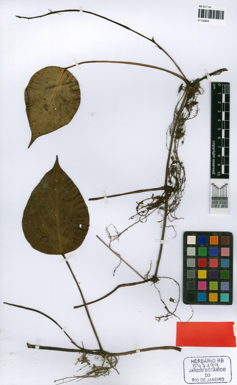 Peperomia epipremnifolia photo 2