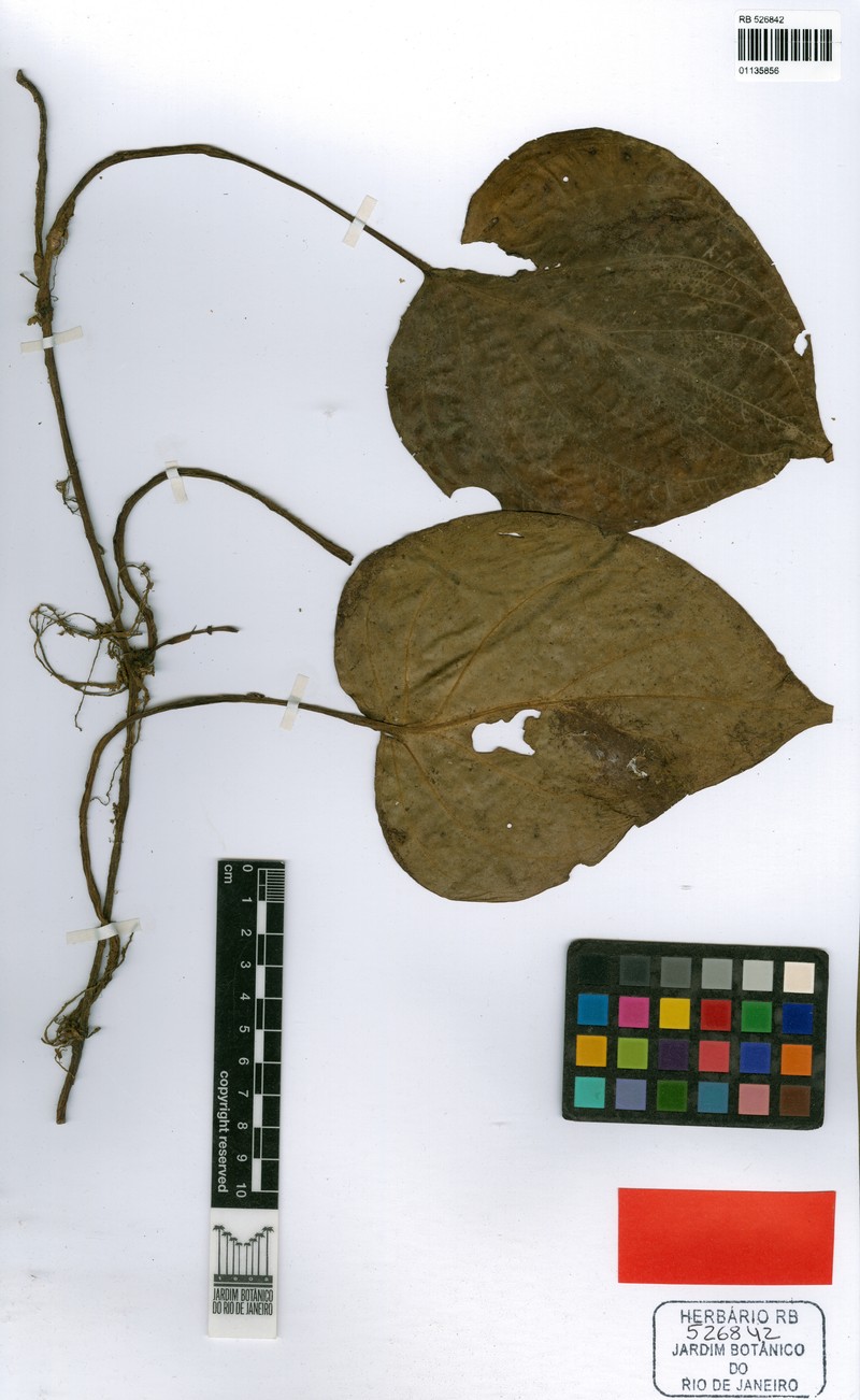 Peperomia epipremnifolia photo 3
