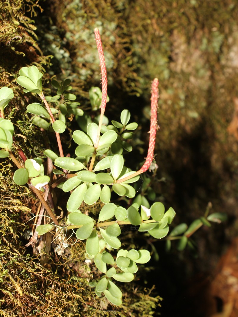 Peperomia erythrospicata photo 2