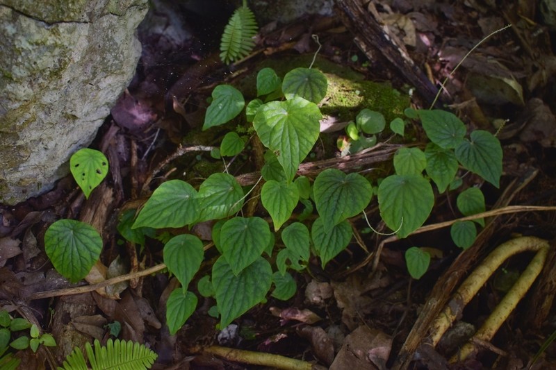Peperomia exclamationis