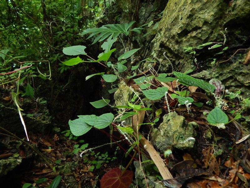 Peperomia exclamationis photo 2