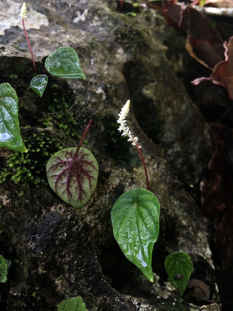 Peperomia exclamationis photo 3