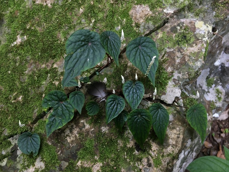 Peperomia exclamationis photo 4