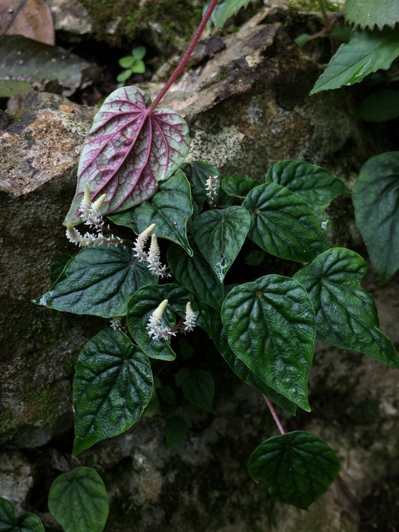 Peperomia exclamationis photo 5