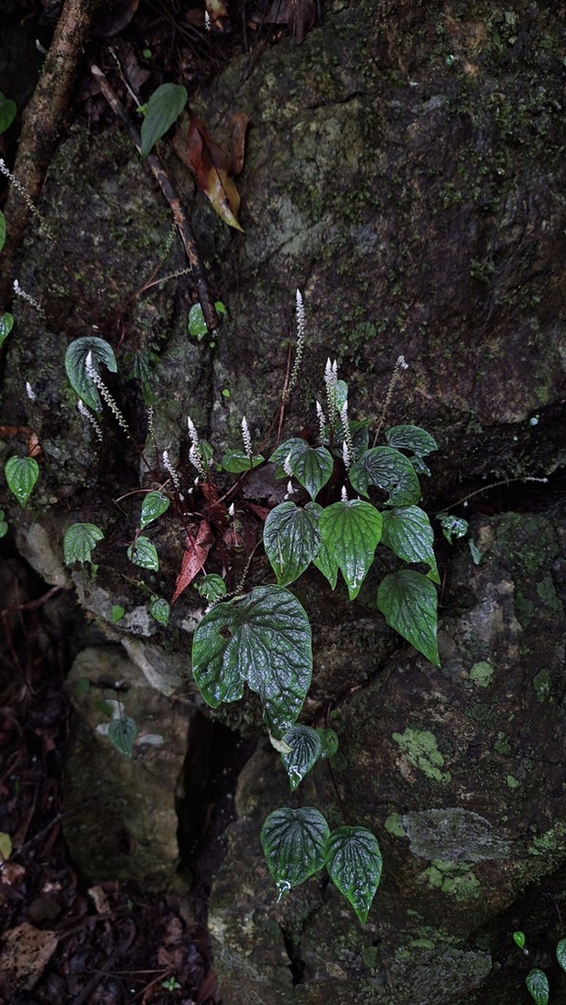 Peperomia exclamationis photo 6