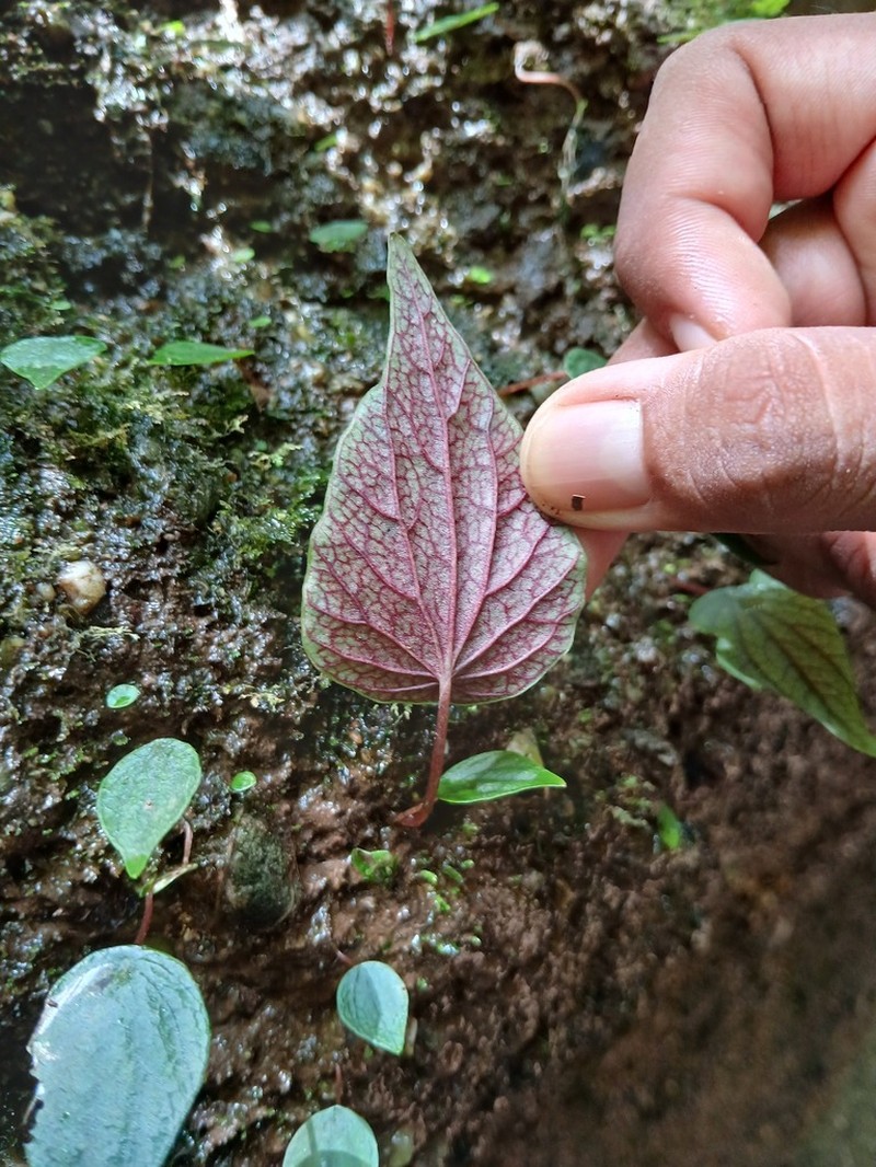 Peperomia exclamationis photo 7