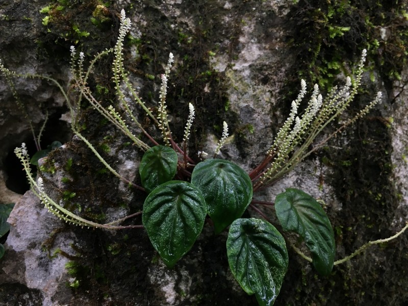 Peperomia exclamationis photo 8