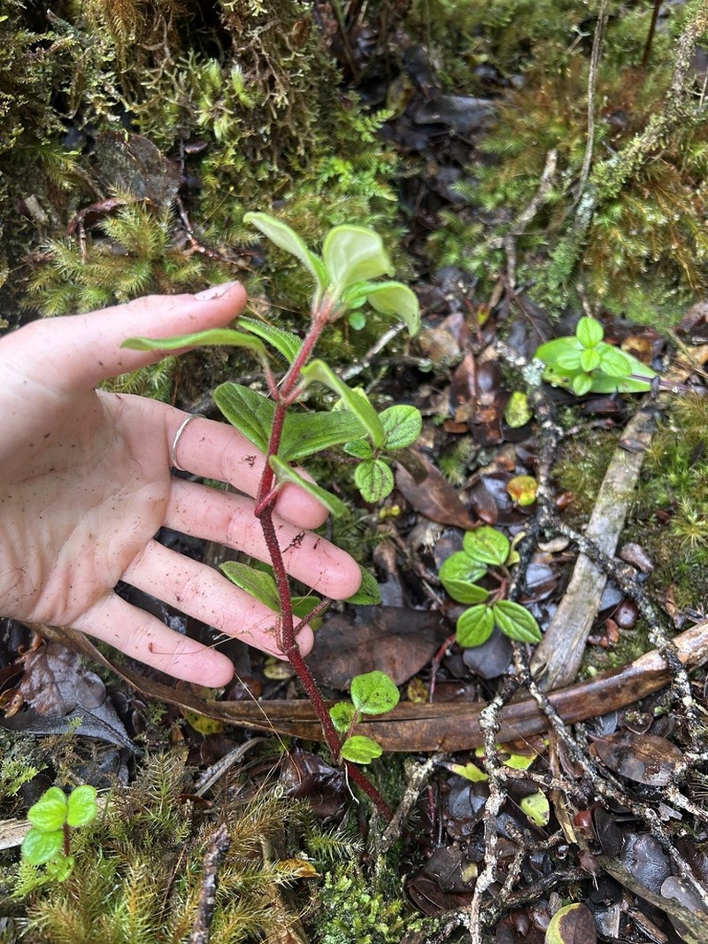 Swamp Peperomia
