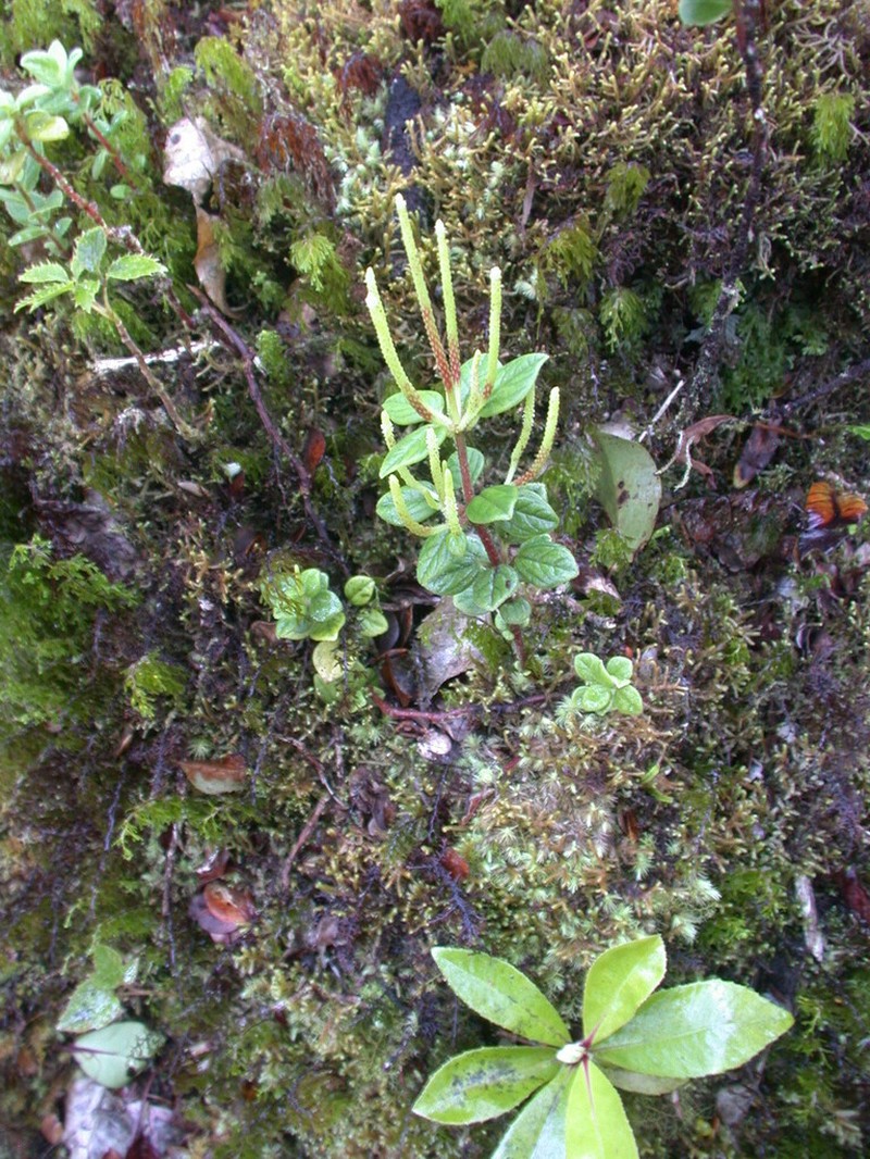 Swamp Peperomia photo 3