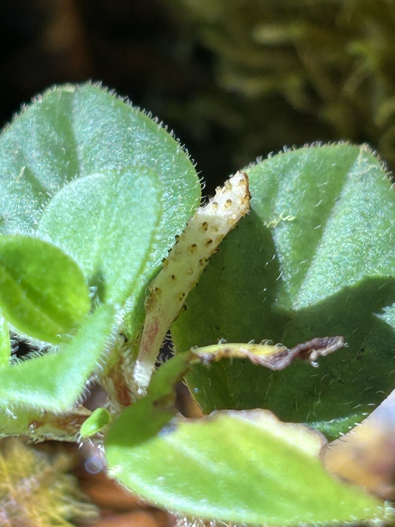 Swamp Peperomia photo 4