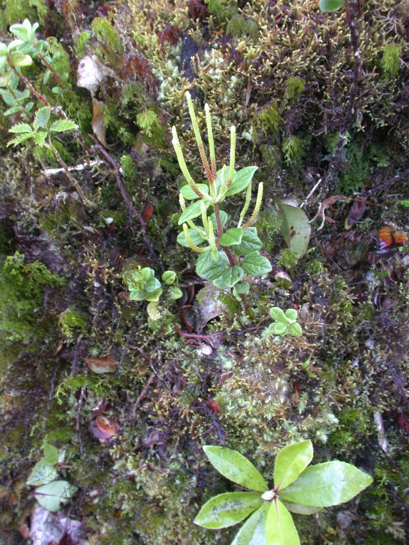 Swamp Peperomia photo 5