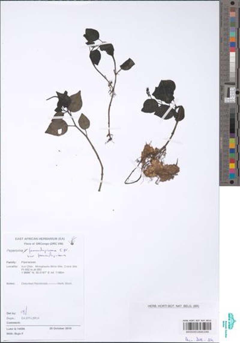 Peperomia fernandopoiana var. fernandopoiana
