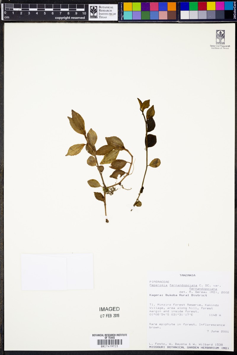 Peperomia fernandopoiana var. fernandopoiana photo 2