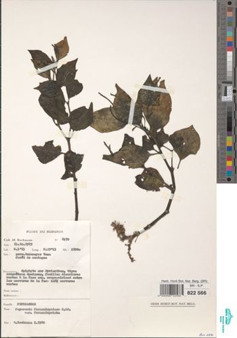 Peperomia fernandopoiana var. fernandopoiana photo 3