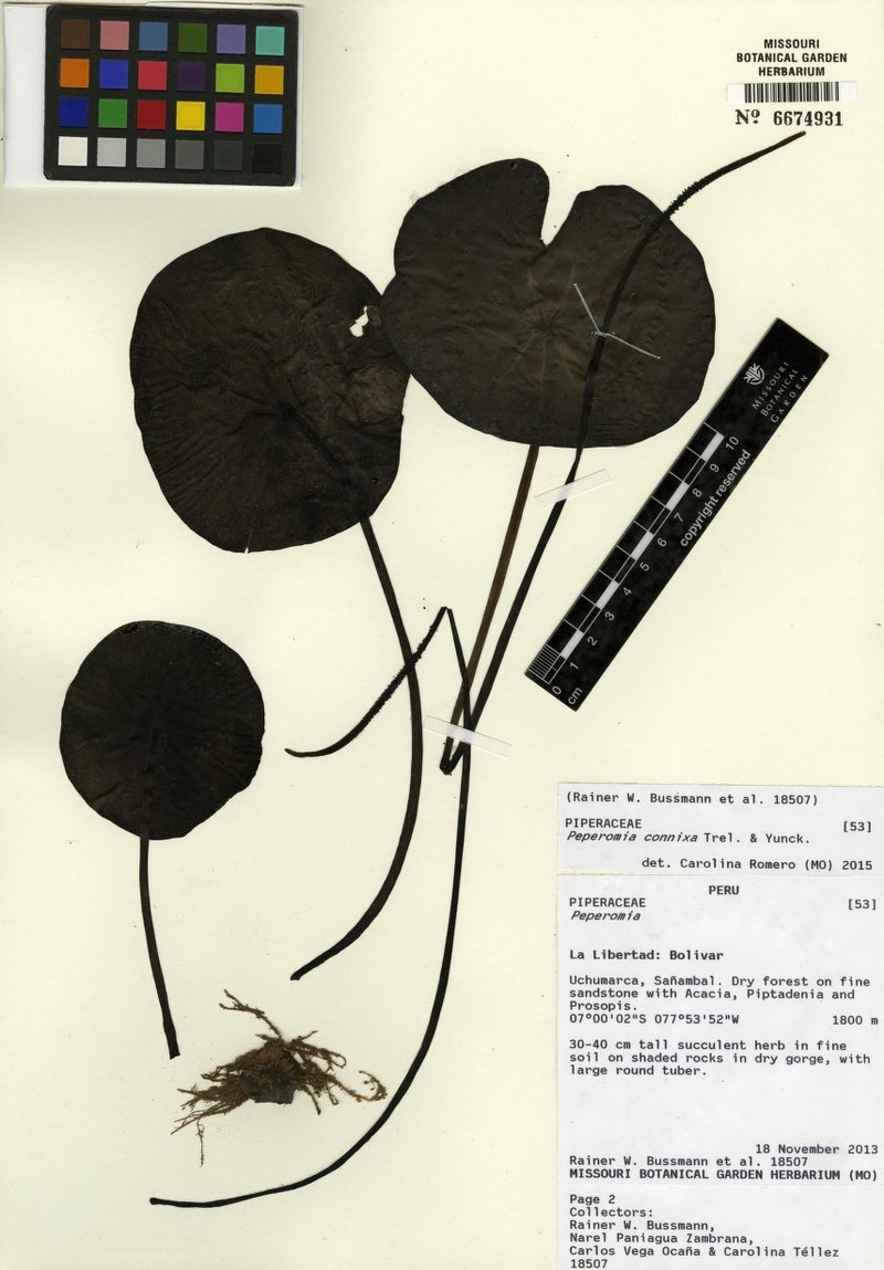 Peperomia gigantea photo 2