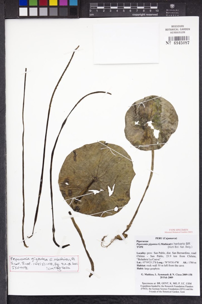 Peperomia gigantea photo 3