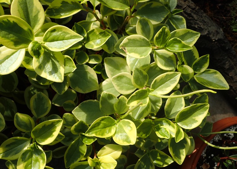 Cypress Peperomia photo 5