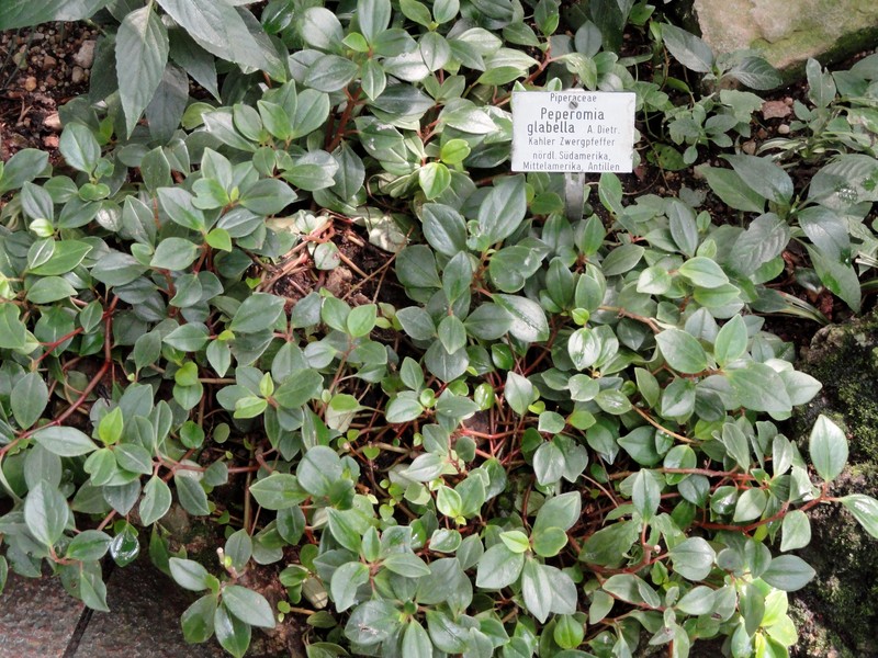 Cypress Peperomia