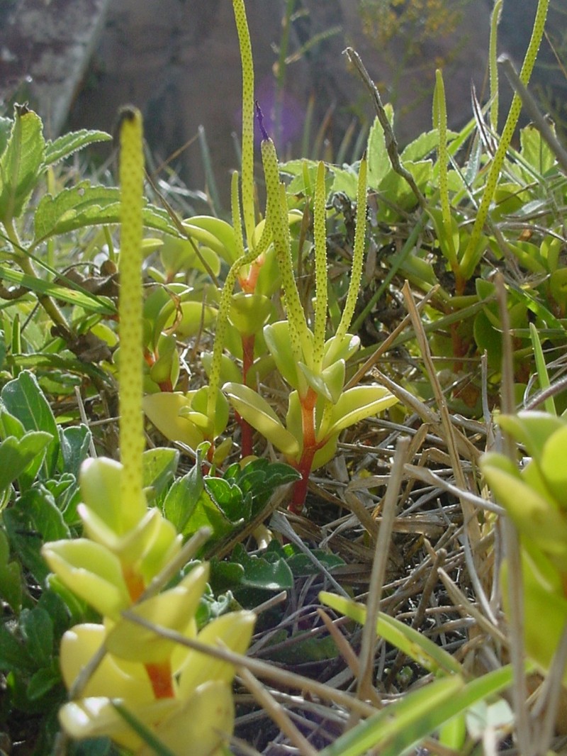 Cypress Peperomia photo 2