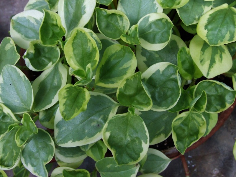 Cypress Peperomia photo 3