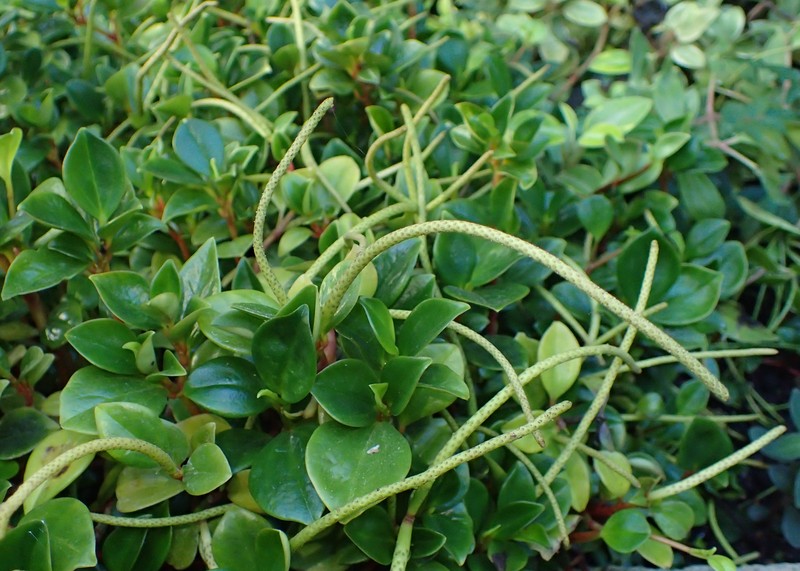 Cypress Peperomia photo 4