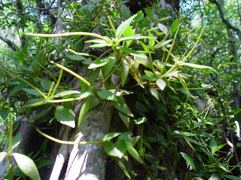 Cypress Peperomia photo 3