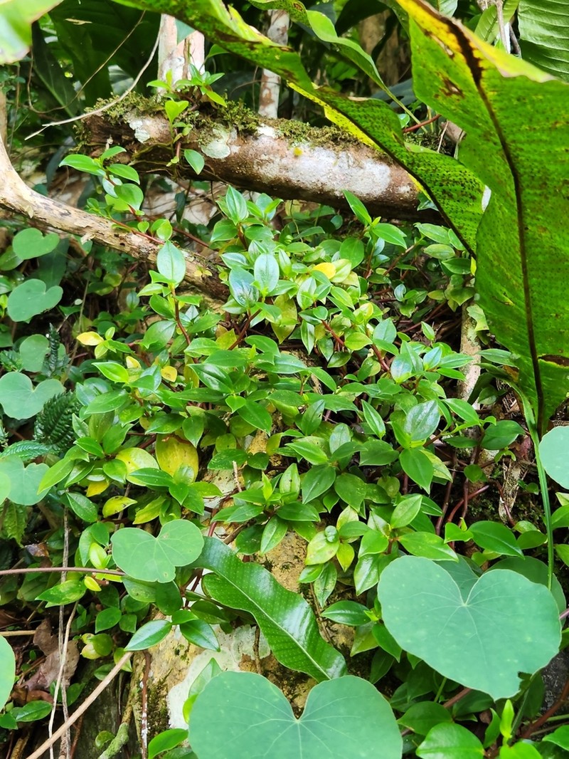 Cypress Peperomia photo 4