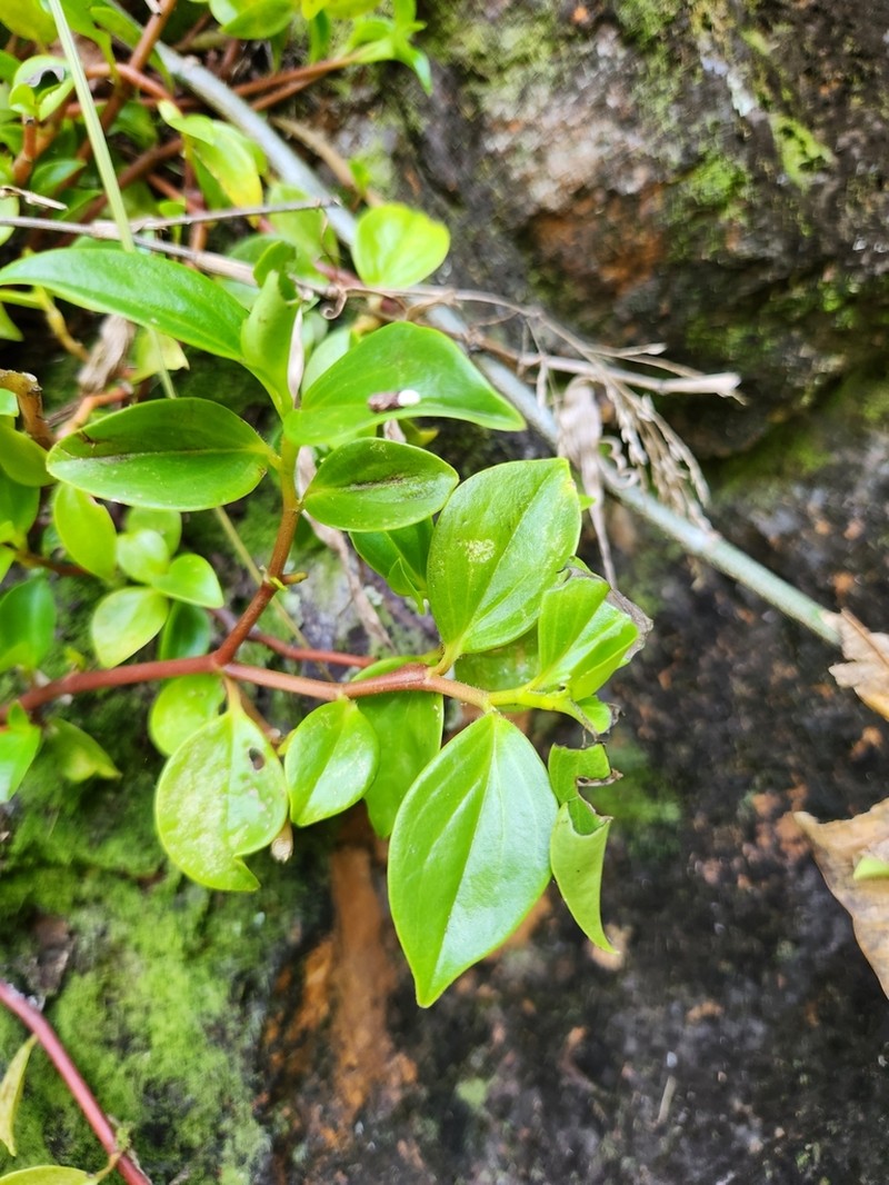 Cypress Peperomia photo 5