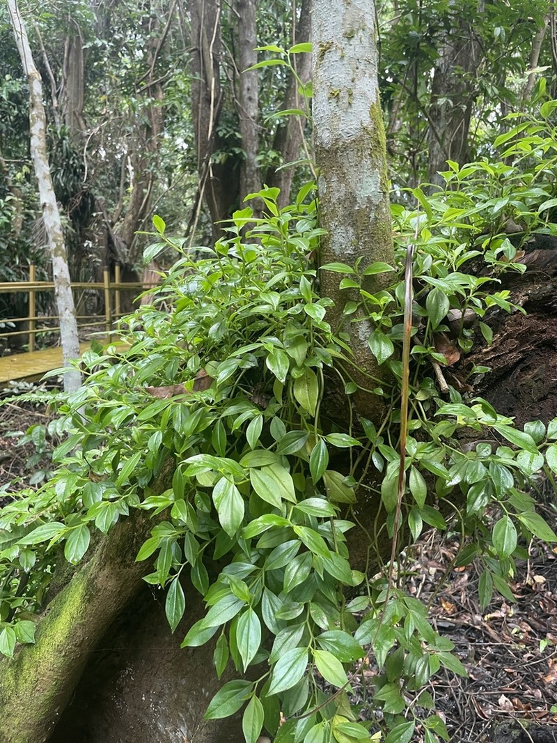 Cypress Peperomia photo 6