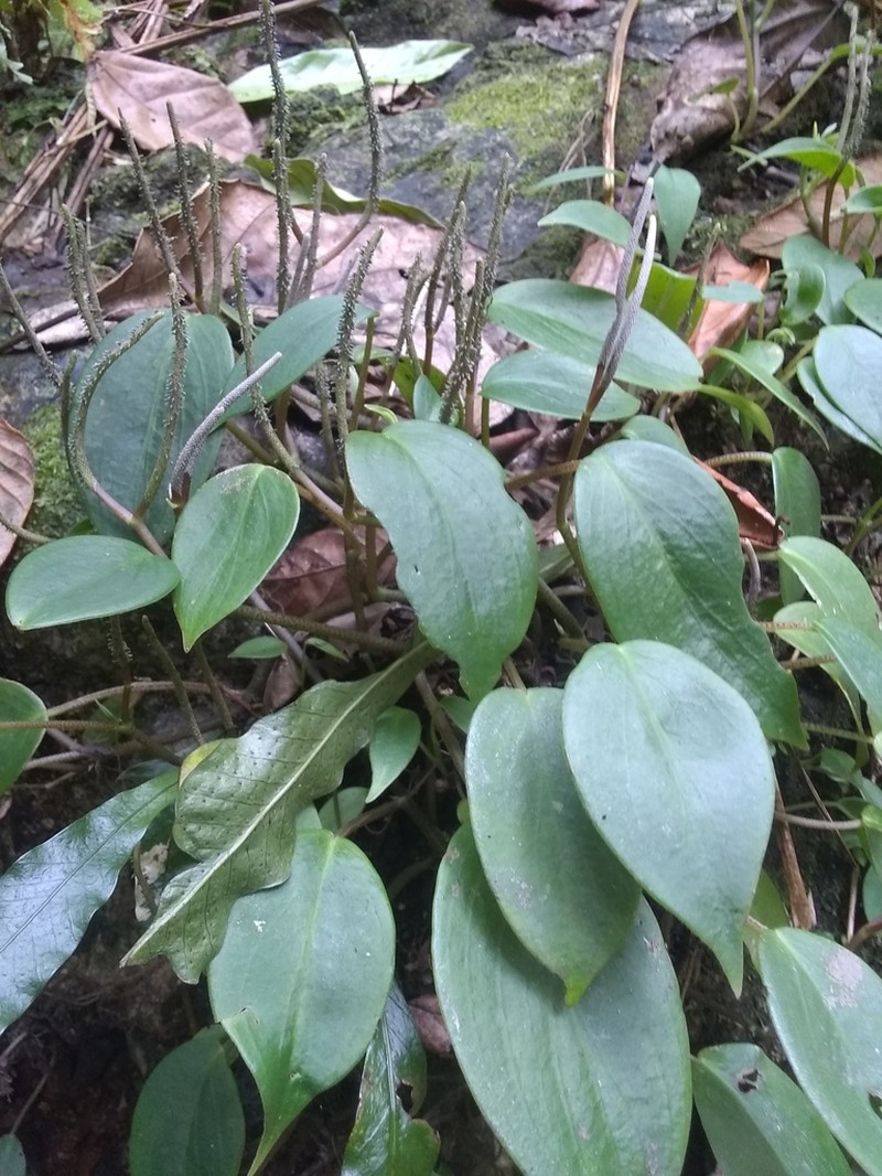 Cypress Peperomia photo 7