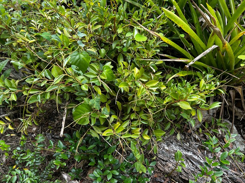 Cypress Peperomia photo 8