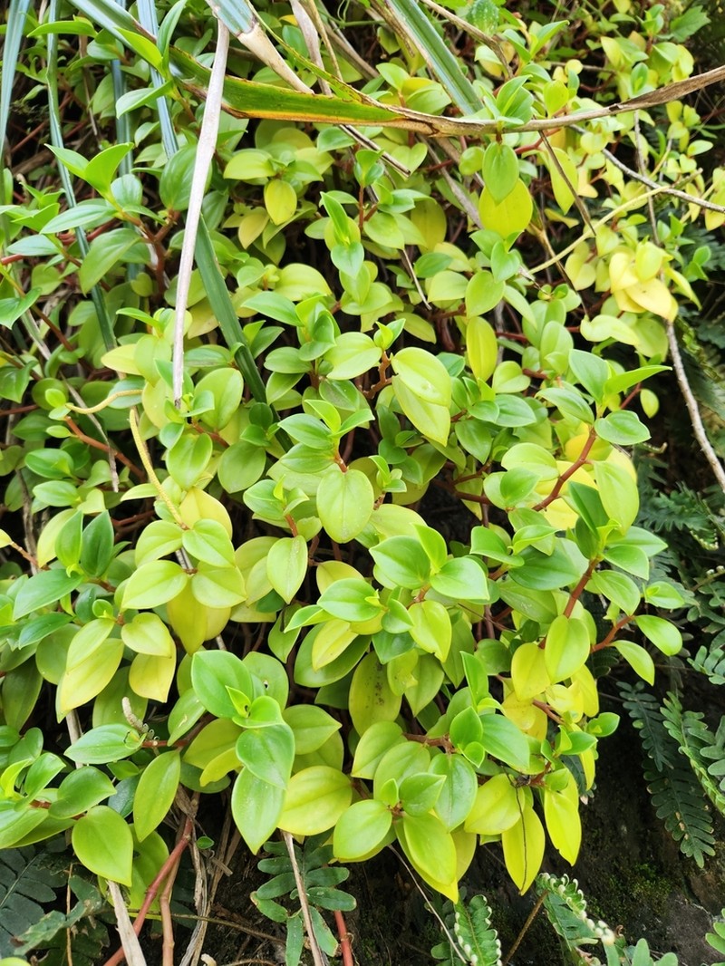 Cypress Peperomia photo 9