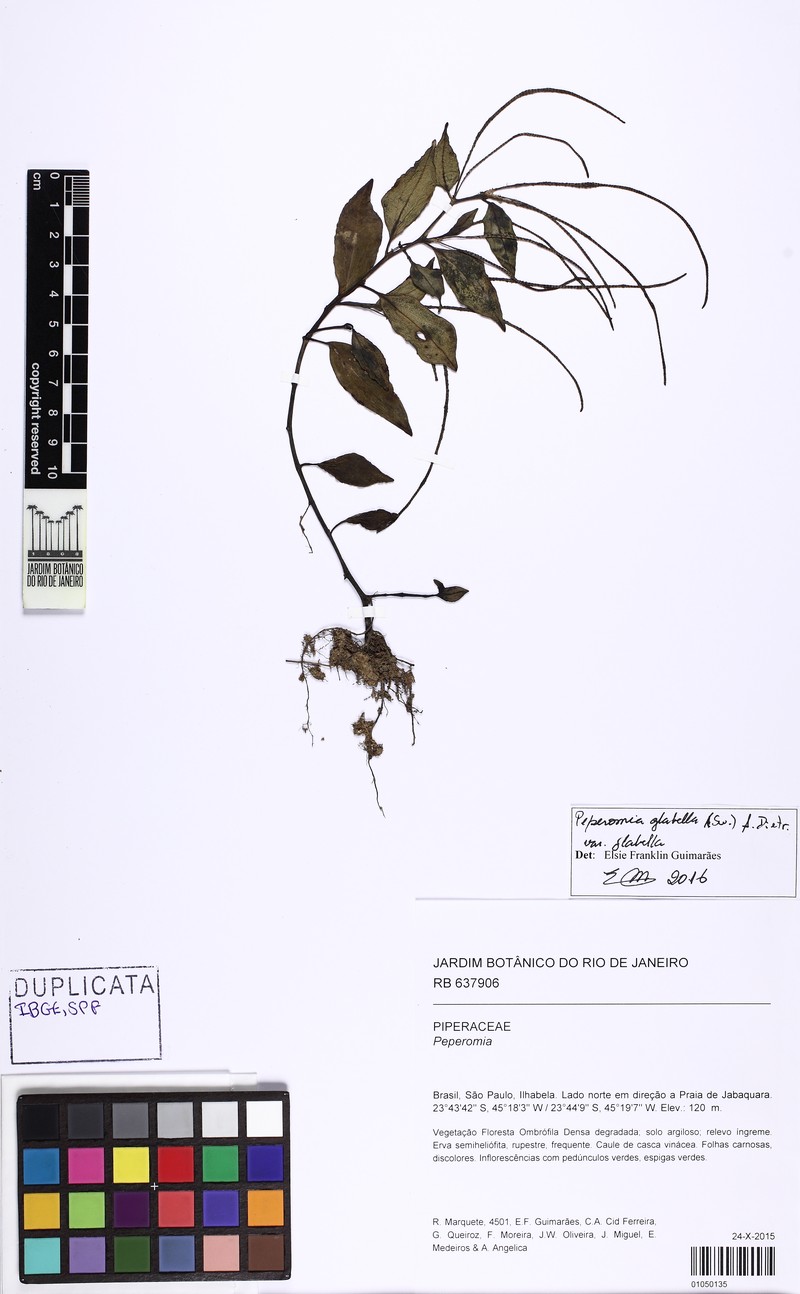 Sintenis' Peperomia