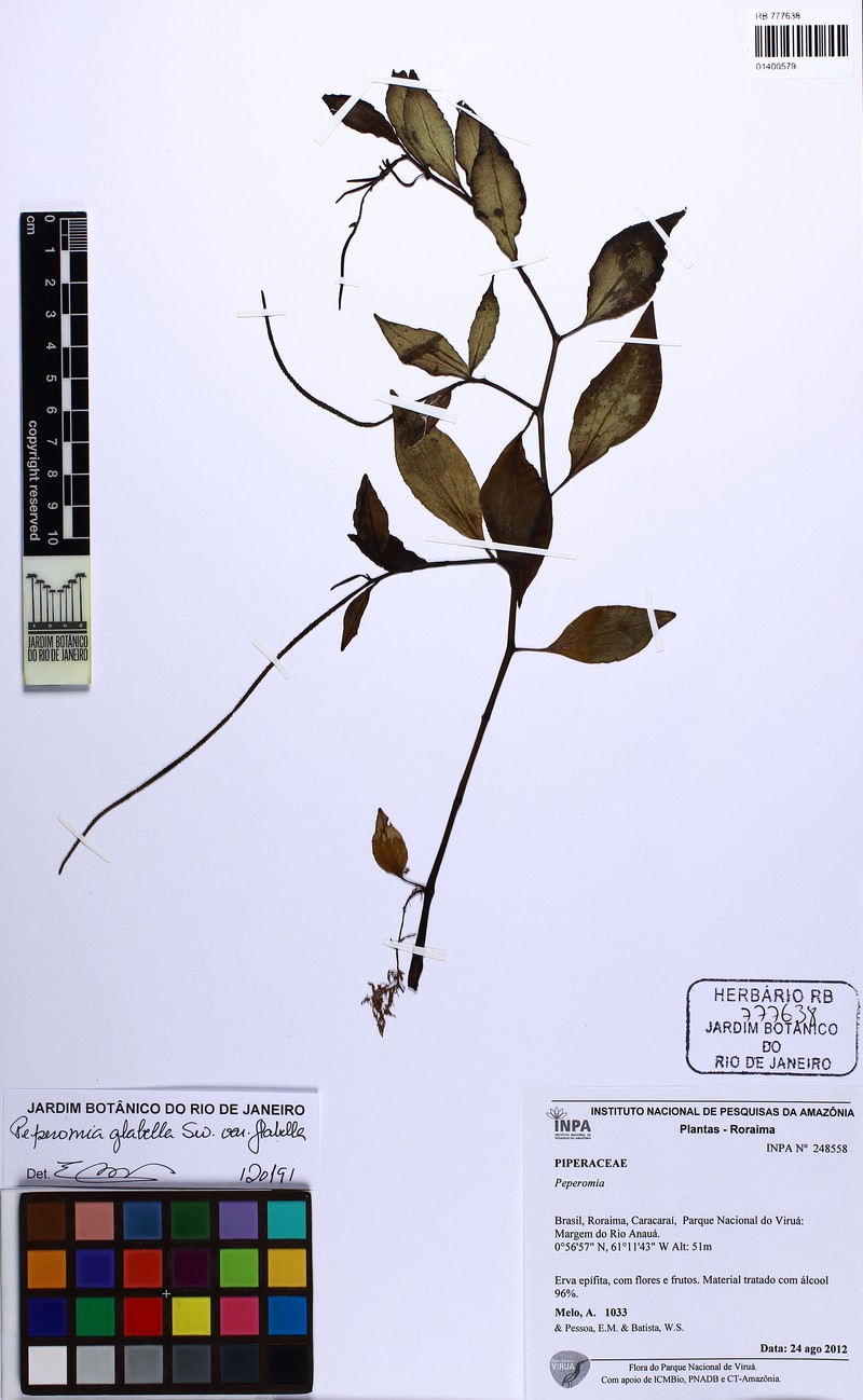 Sintenis' Peperomia photo 2