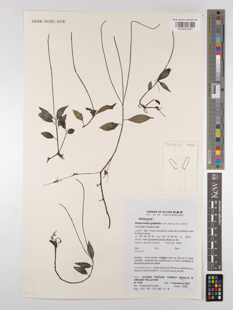 Sintenis' Peperomia photo 3