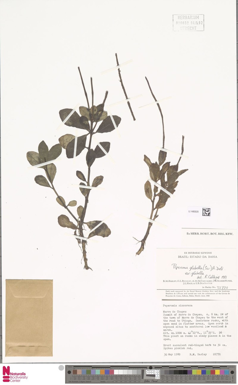 Sintenis' Peperomia photo 4