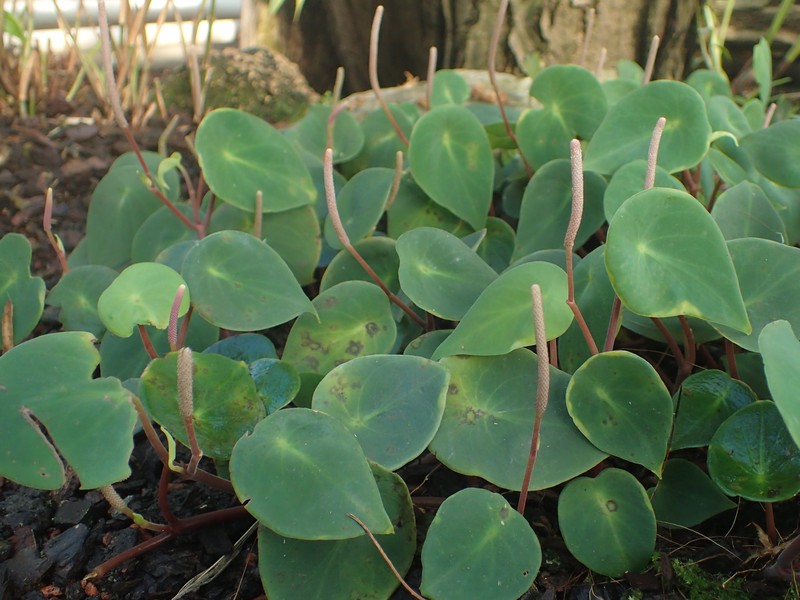 West Indian Peperomia photo 2