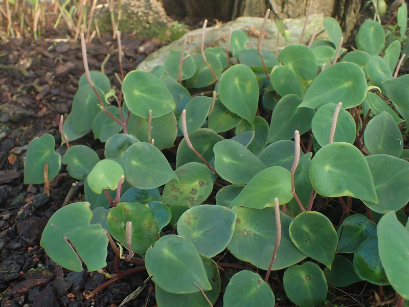 West Indian Peperomia photo 3