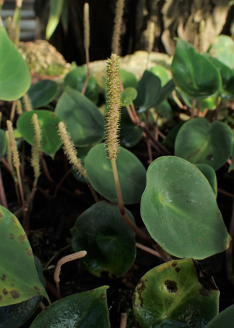 West Indian Peperomia photo 4