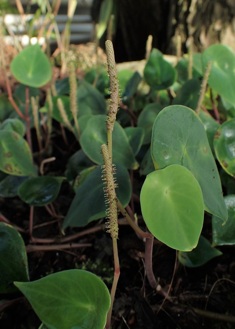 West Indian Peperomia