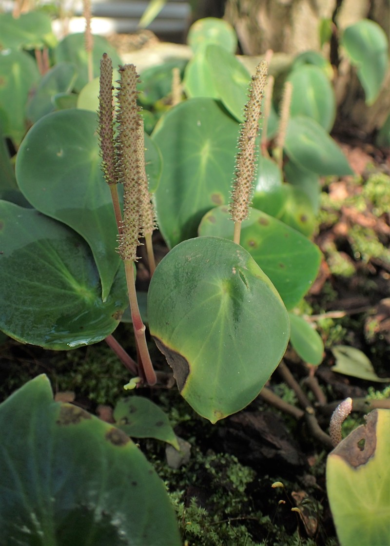 West Indian Peperomia photo 5